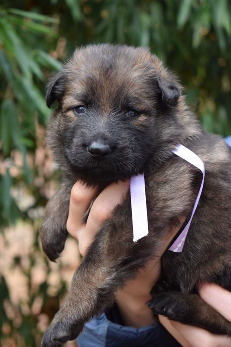 Owczarek staroniemiecki – Miot I Cindy & Ardo