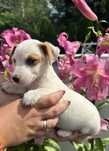 Suczka Jack Russel Terrier z Rodowodem do odbioru Rodzice FCI