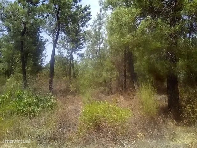 Terreno Rústico, Salgueiro do Campo