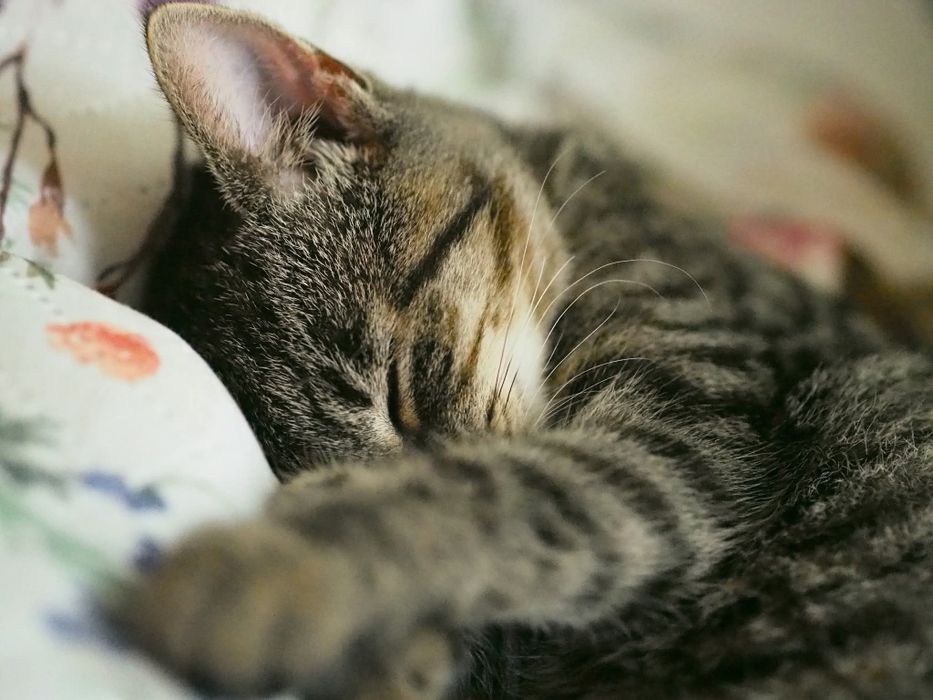 Oddam kotke z pakietem