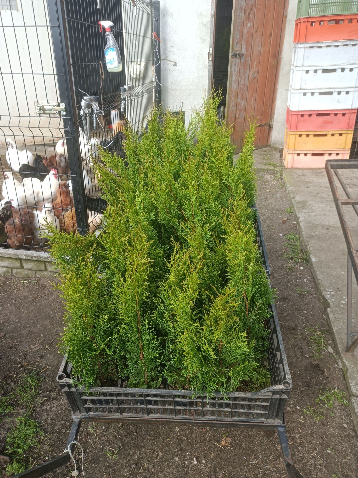 Thuja szmaragd smaragd