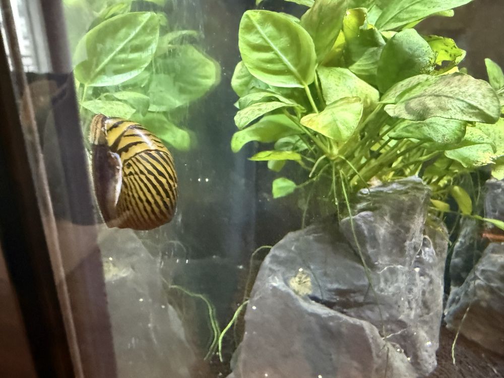 Aquario de 70 litros