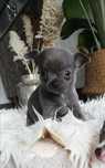 Chihuahua  blue niebieski maleńki chłopczyk