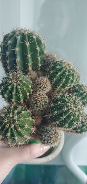 Цветочек кактус .