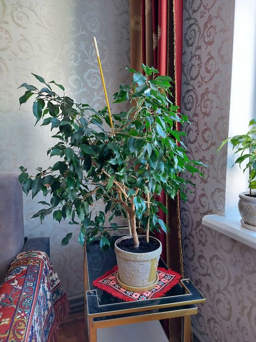 Продам фікус Бенджаміна