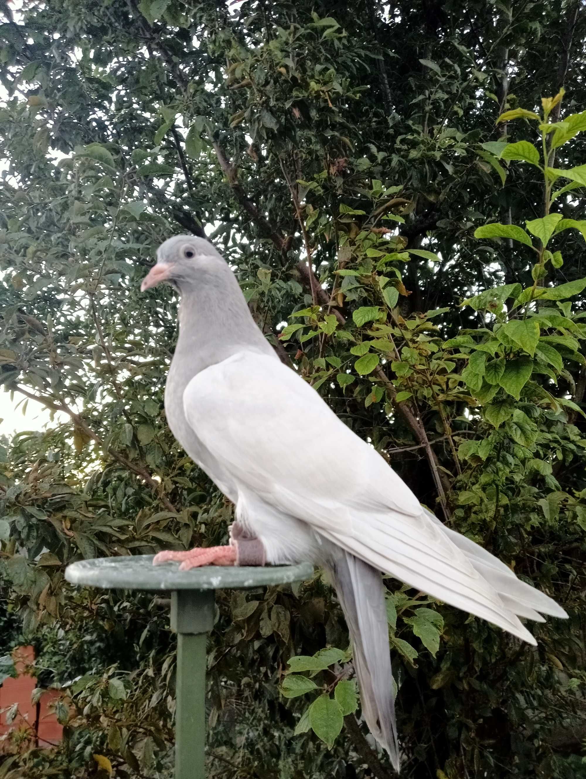 Pombos negaça italianos