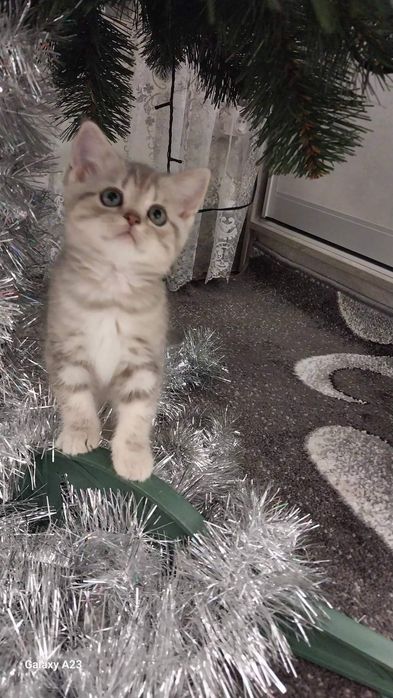 Шотландські чистокровні кошенята. 
Батьки живуть в одній сім'ї. 
Народ