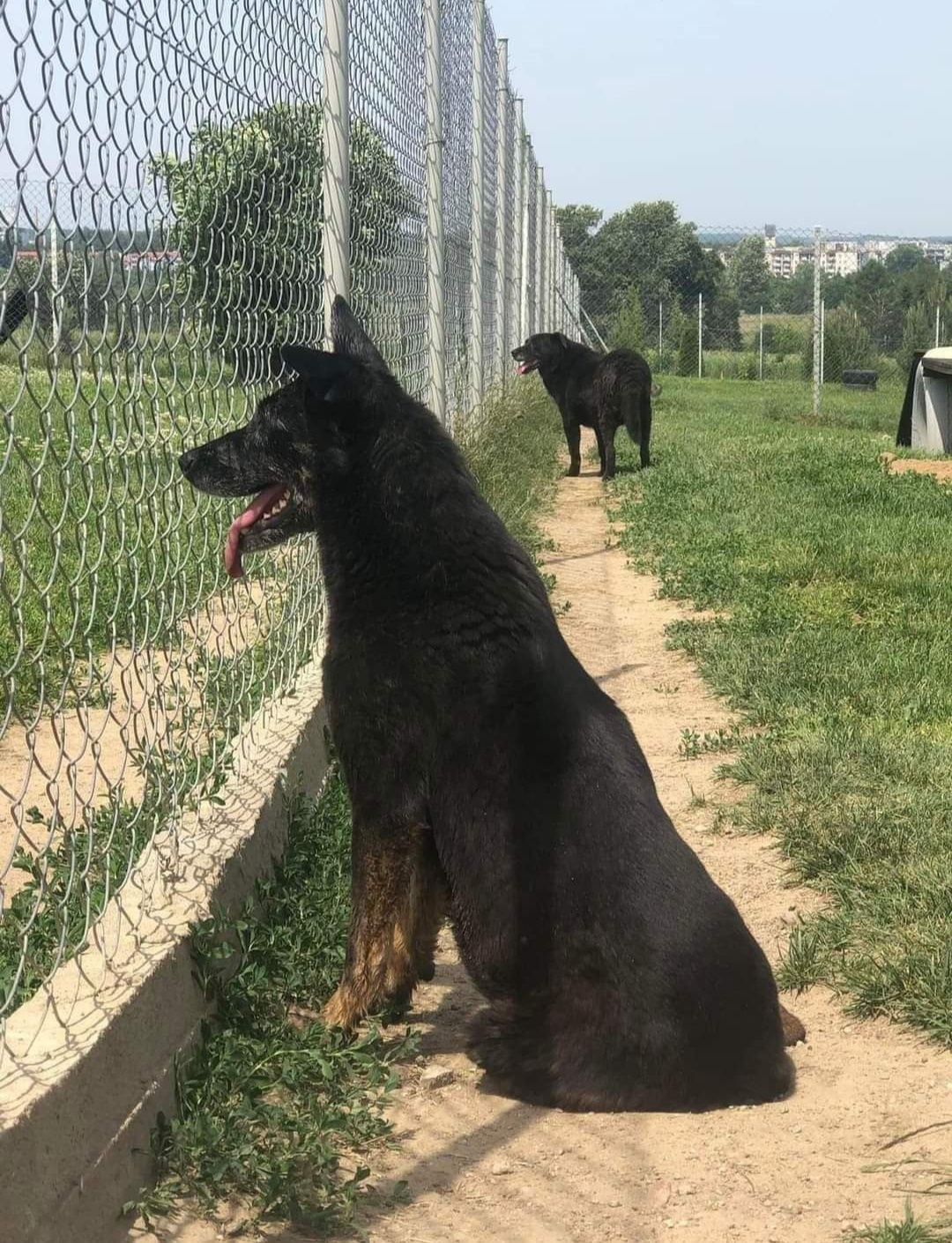 Czarna Ami poleca się do adopcji