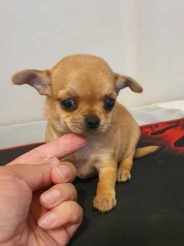 Chihuahua śliczna ruda suczka
