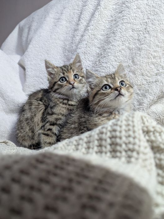 Кошенята, котики. Самбір