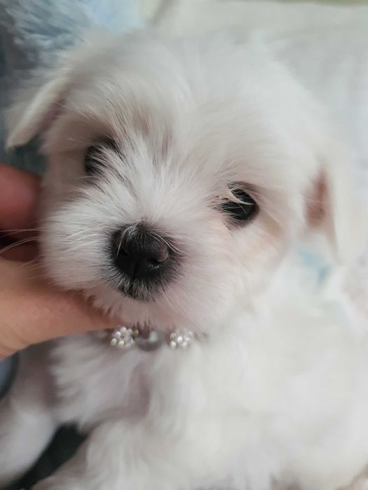 Pieski Maltańczyki Mini z rodowodem, pełna dokumentacja.