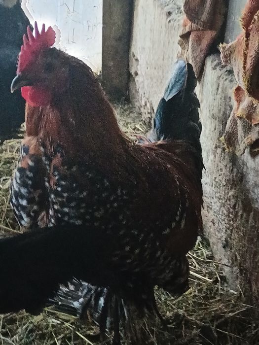 Kogut karzełek łapciaty