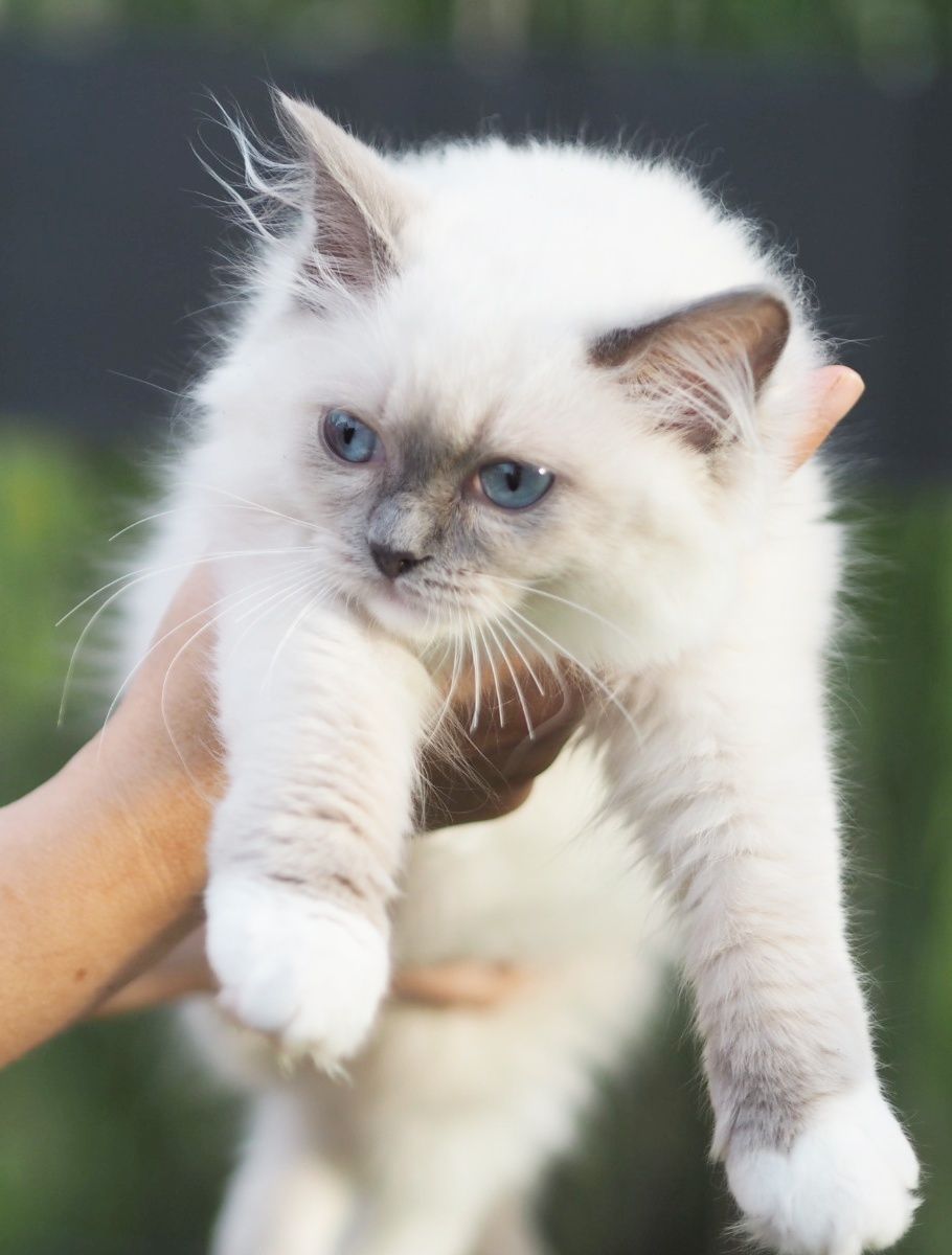 RAGDOLL cudna kotka do hodowli