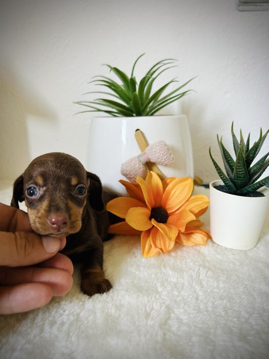 Excelente menino teckel kanichen chocolate