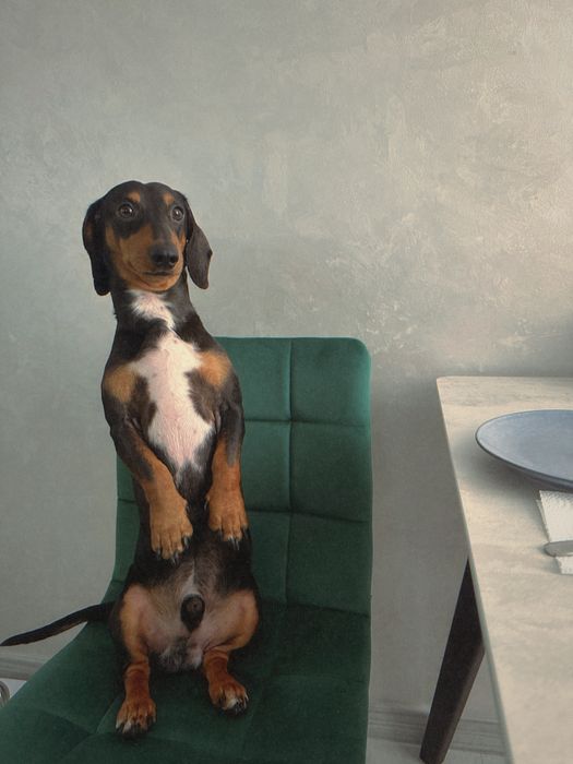 Віддам в добрі руки таксу карликову