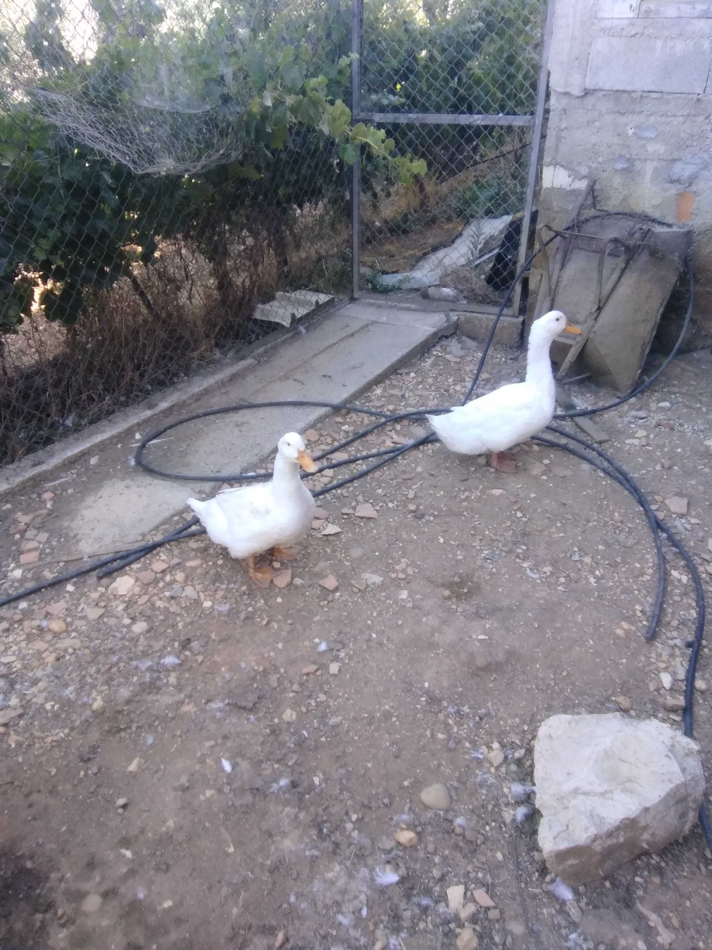 Vendo patos de Rouen