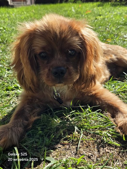 Cavalier King Charles Spaniel