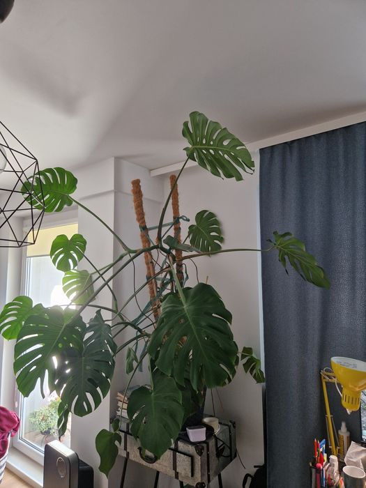 Sprzedam dużą, zadbaną monsterę (wysokość 150 cm)