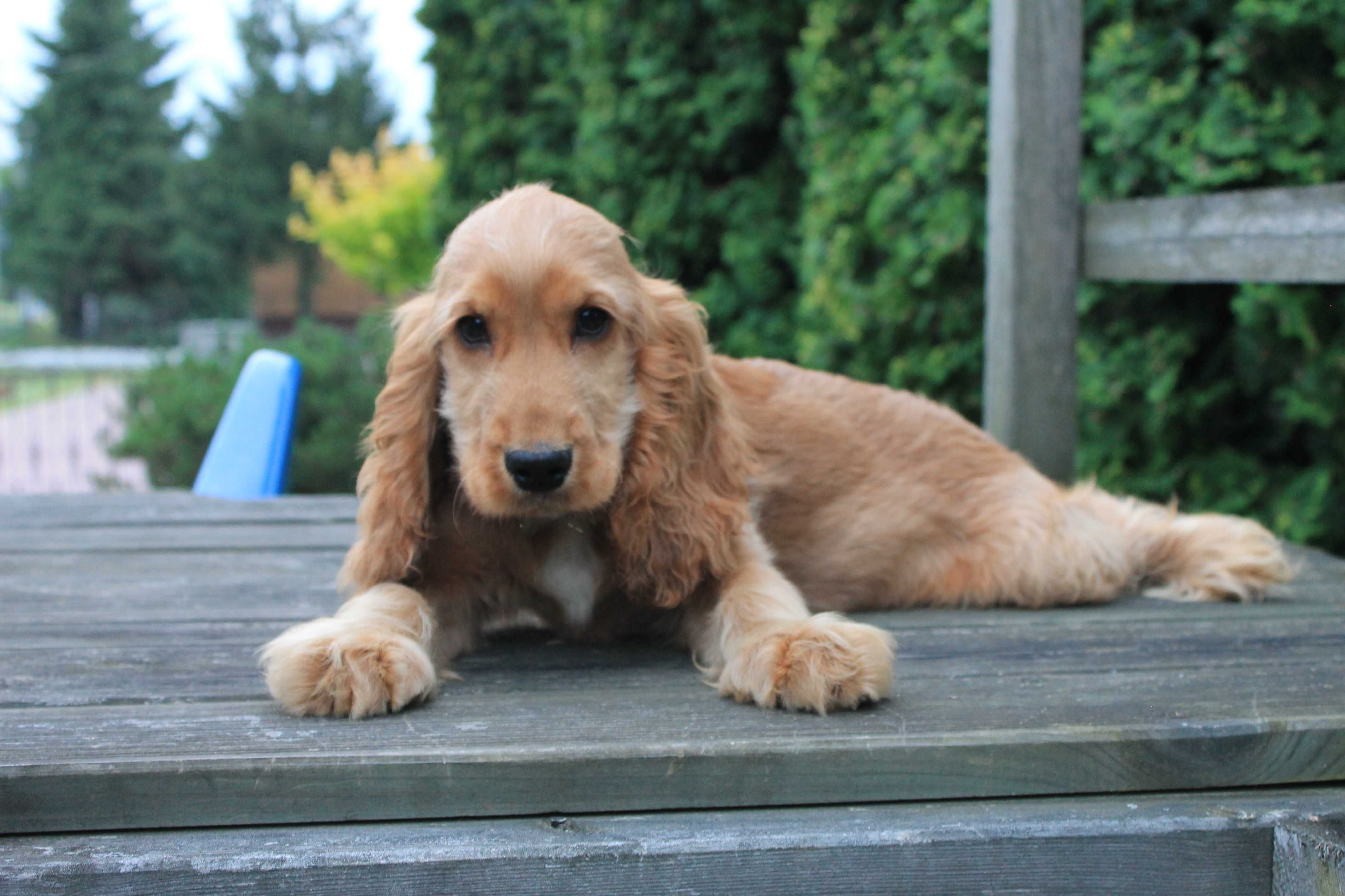cocker spaniel śliczny piesek