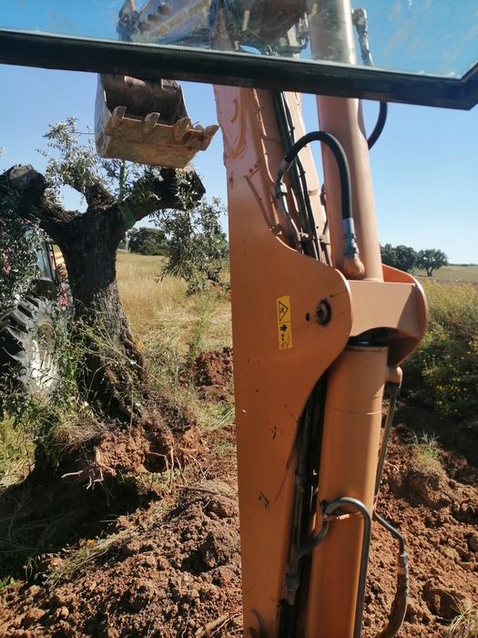 Compro e vendo todo tipo de oliveiras e outras arvores para transplar