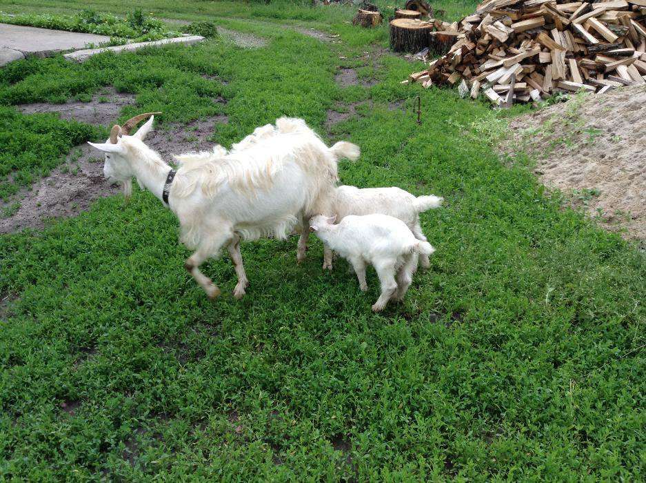 Продам свіжий мед,козяче молоко, бринзу, творог