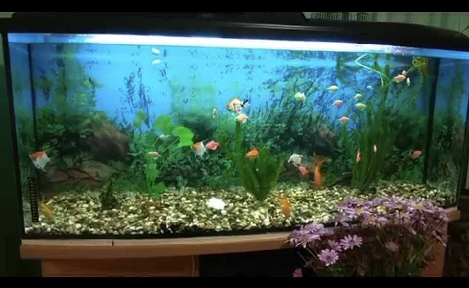 Акваріум на 450л з тумбою