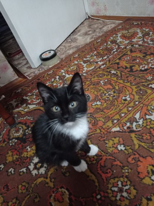 Віддам в добрі руки котика