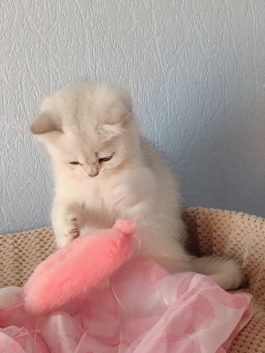 Грайливий котусик вільний