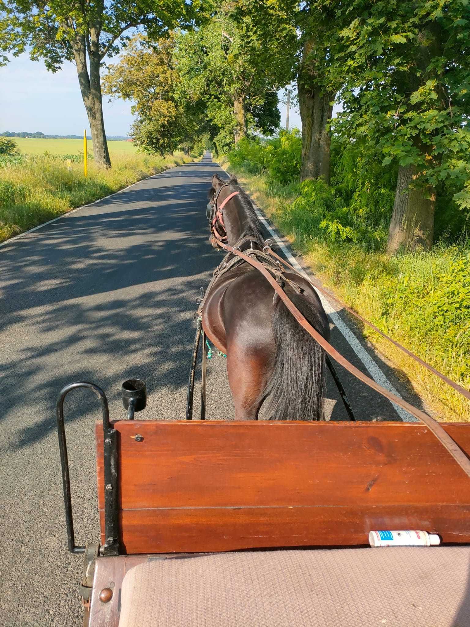 spokojna klacz ‼️ kuc walijski 122cm ‼️ ŹREBNA licencja ‼️ dowiozę