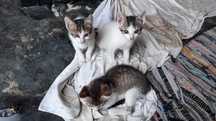 Gatinhos para adoção (nascidos a 22 de Abril)