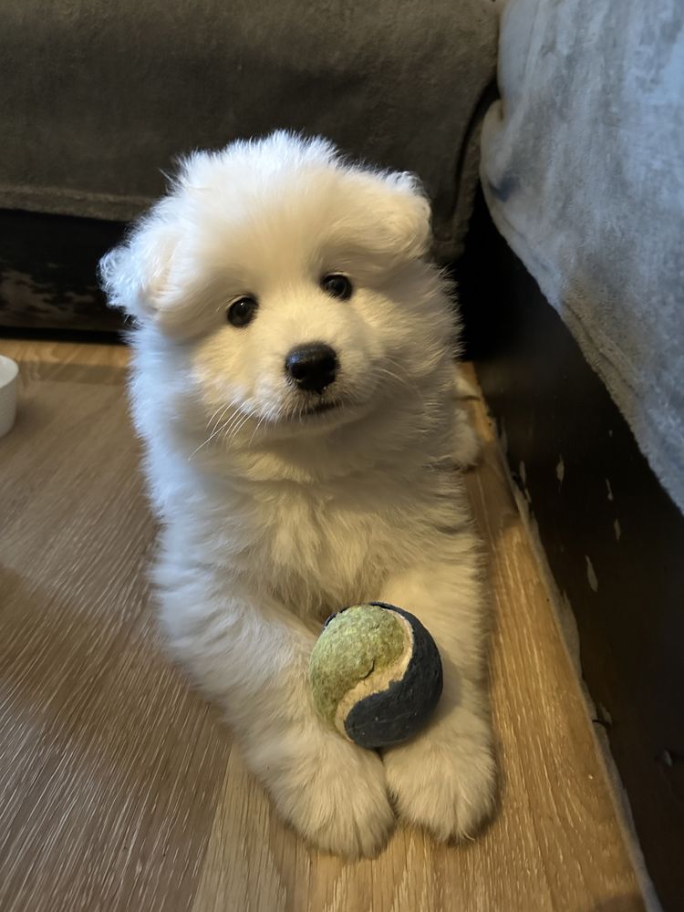 Piesek Samoyed Samiec