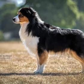 Owczarek Australijski Aussie