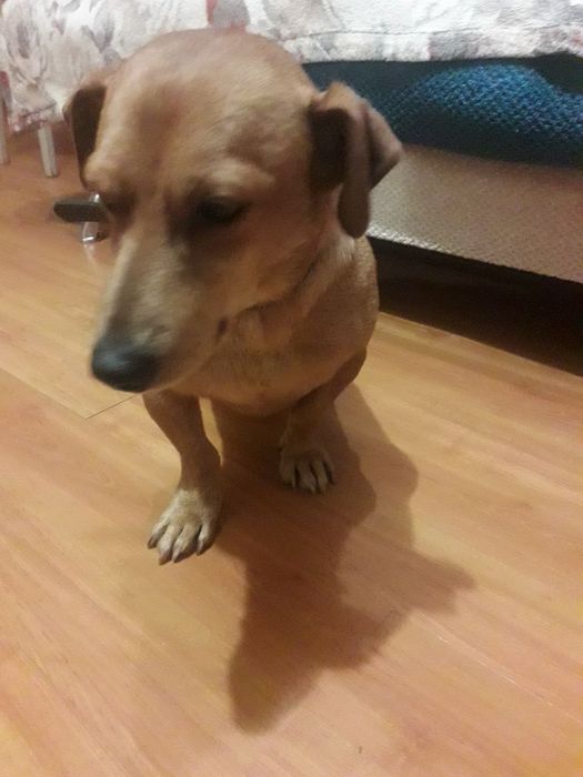 Віддам в гарні руки