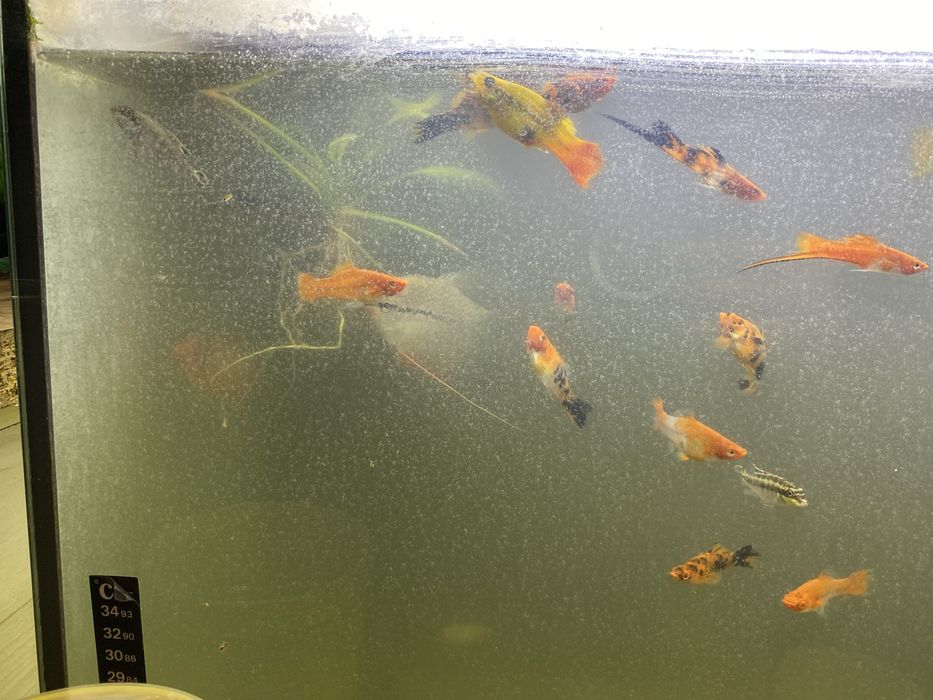 Sprzedam rybki akwariowe, akwarium całość