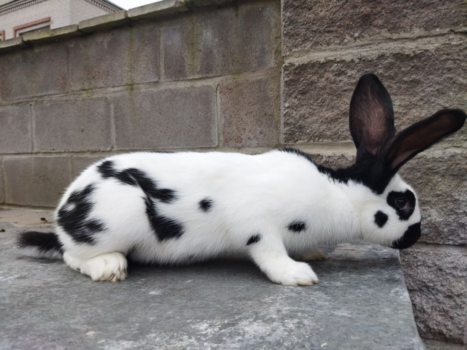 Кролі НСВ молоді самці