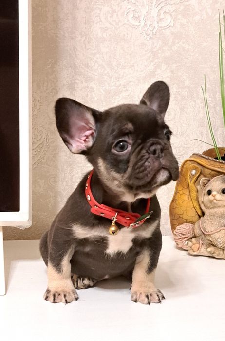 Ексклюзивні малюки