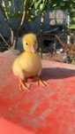 Vendo Patos mudos