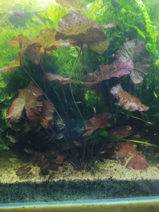 Lotos tygrysi Anubis kryptocoryna mech