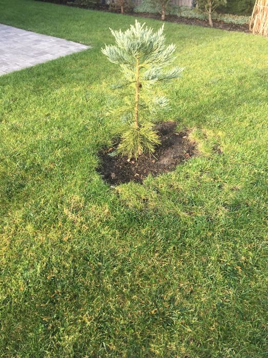 Mamutowiec olbrzymi - drzewo iglaste