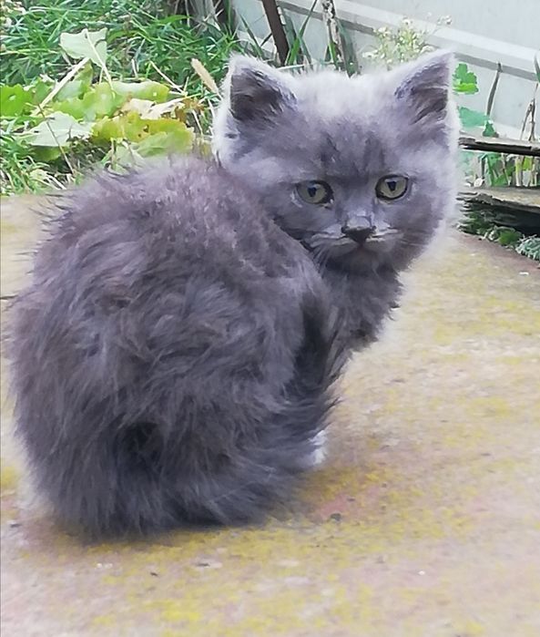 Віддам котиків /самці у хороші руки