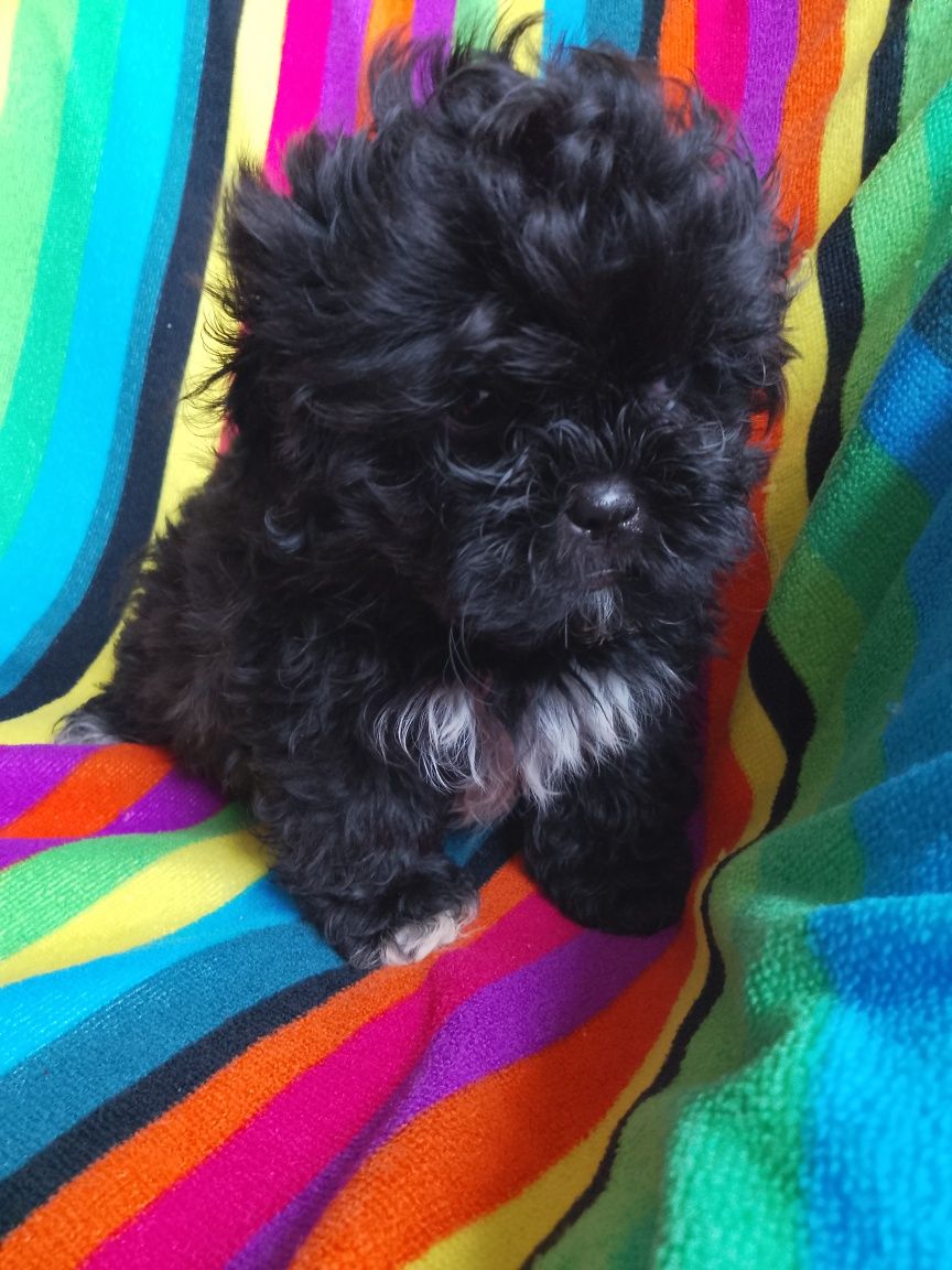 Piesek Shihpoo Shihtzu Pudel Toy