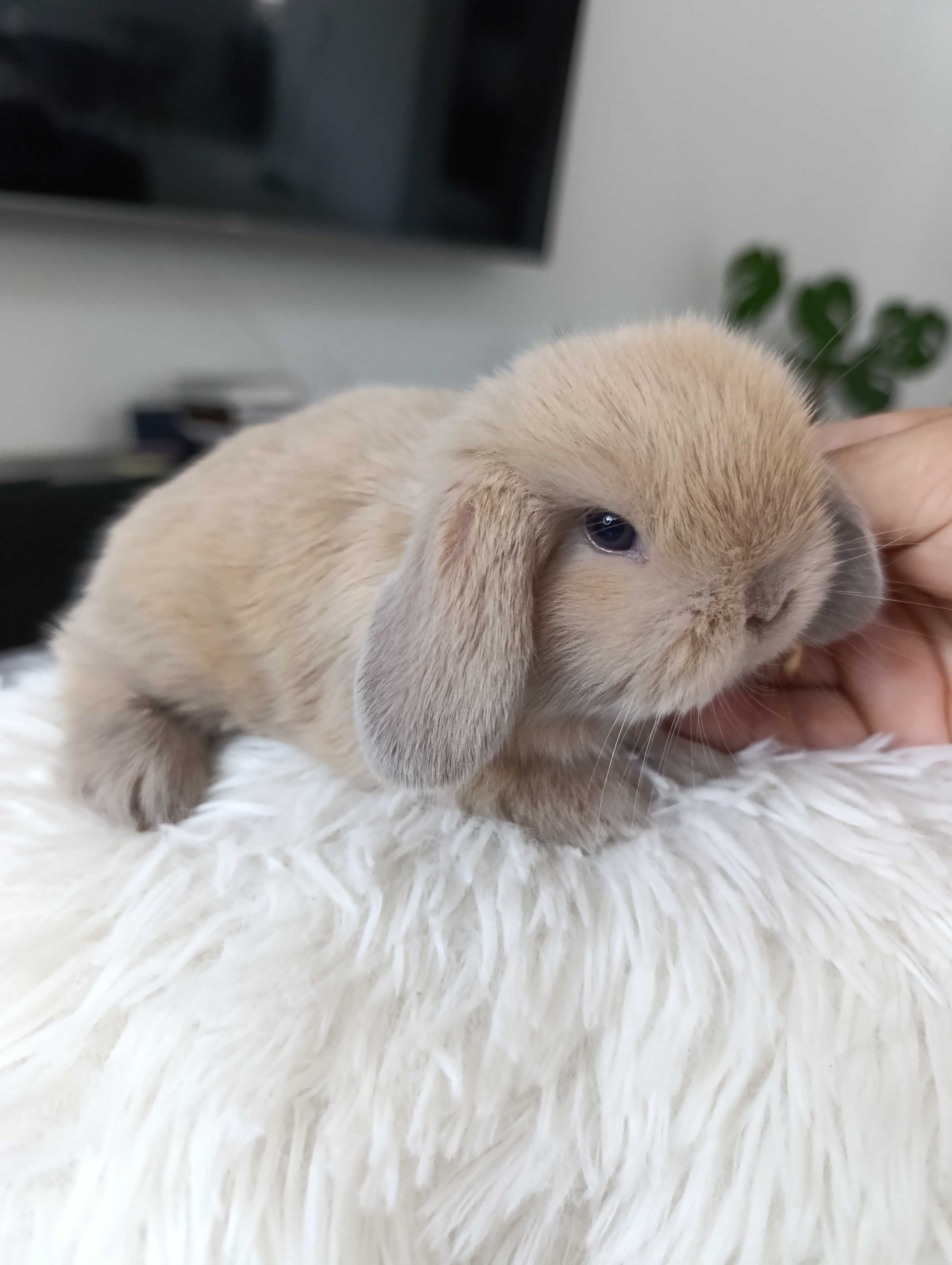 Mini lop karzełek Teddy hodowla zarejestrowana