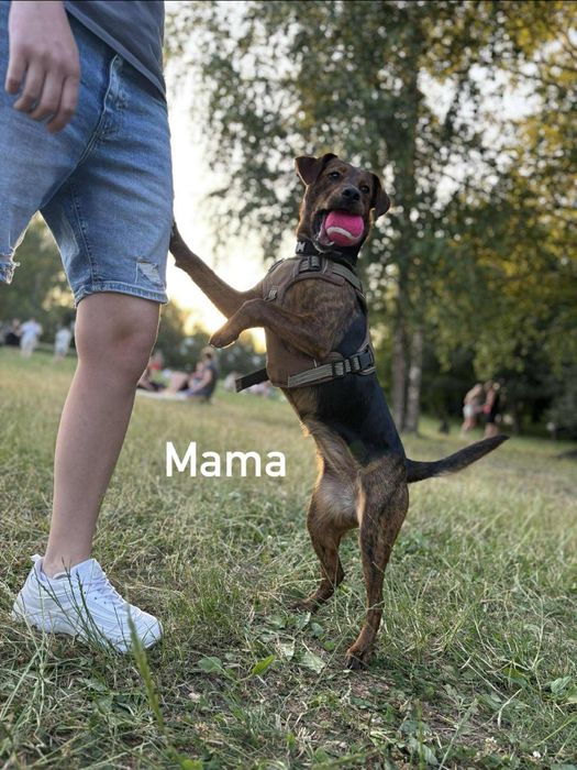 suczka szuka dobrego domu