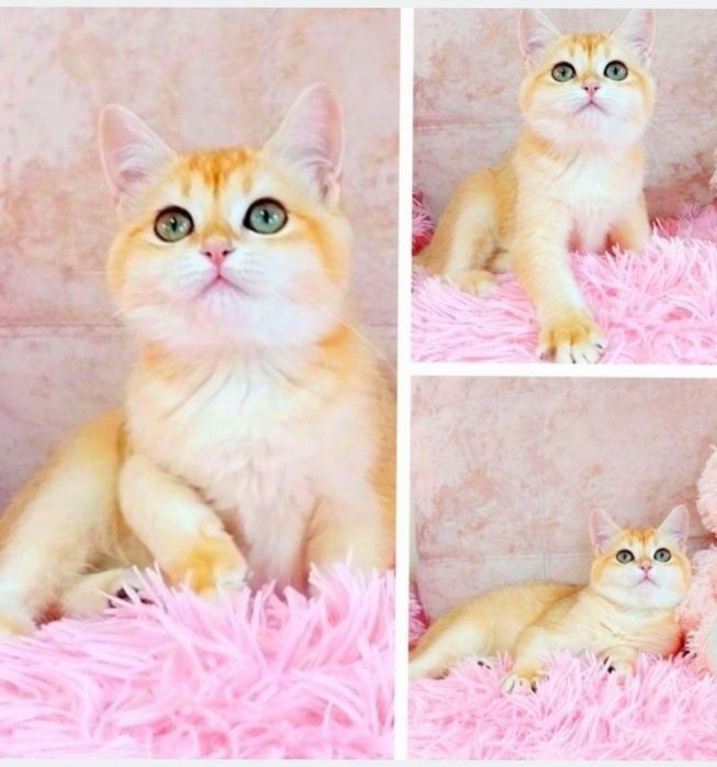 Чарівна зеленоока крихітка