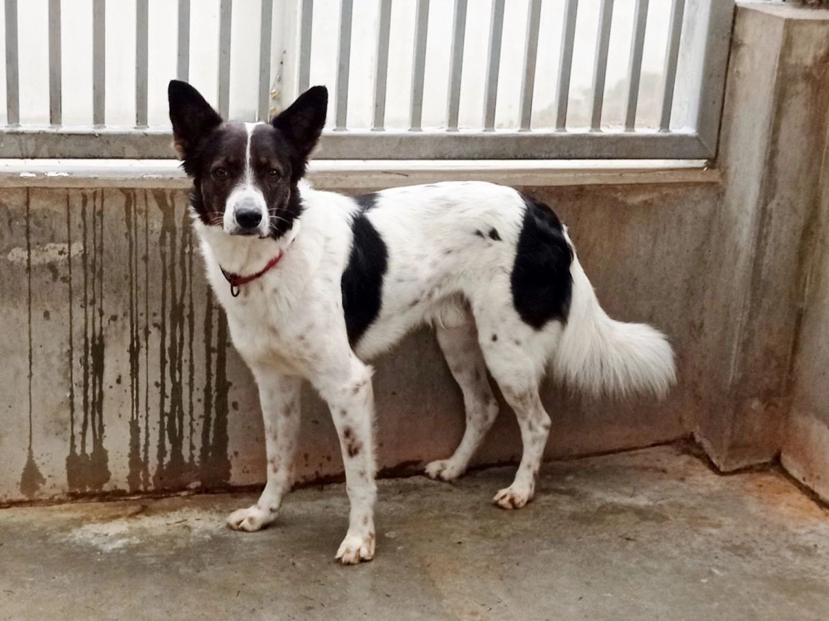Młody Aks mix border collie do adopcji!