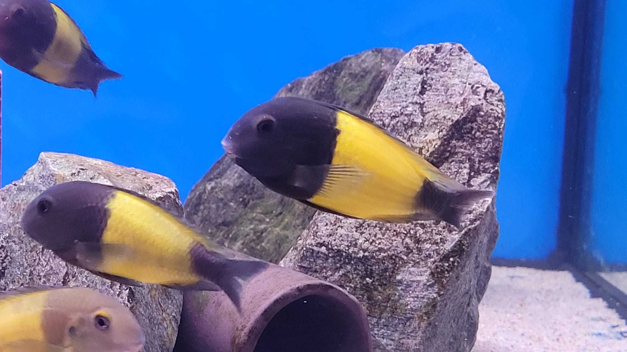 Tropheus Ikola f1 Tanganika