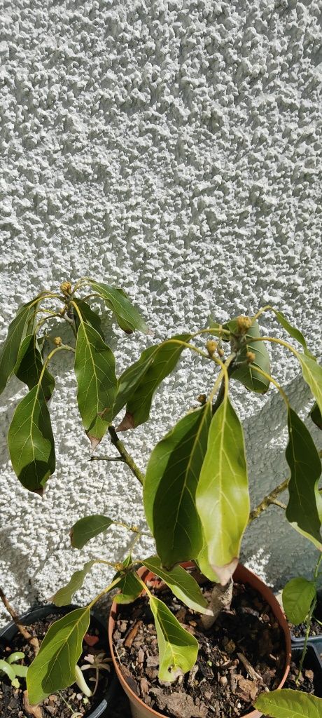 Arvores de Abacate enxertados