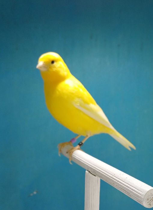 Canarios harzer roller (canario flauta)