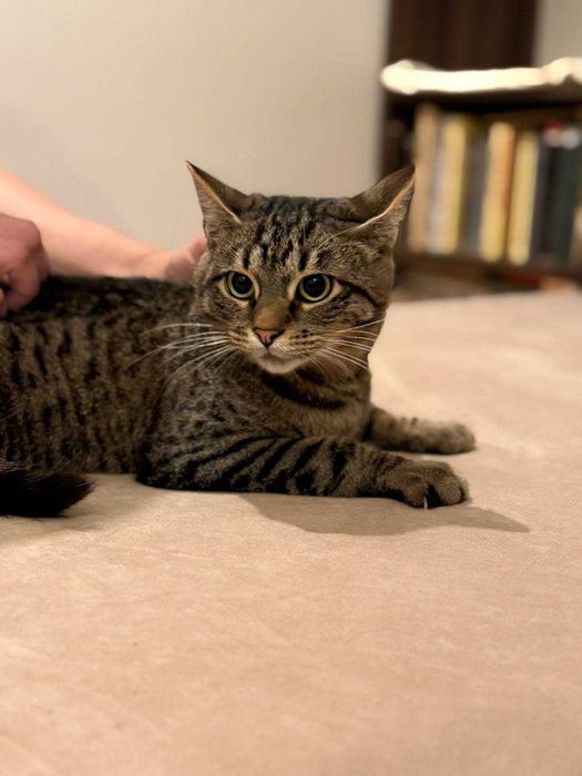 кошеня 8 місяців, лагідний котик,кіт, красивий