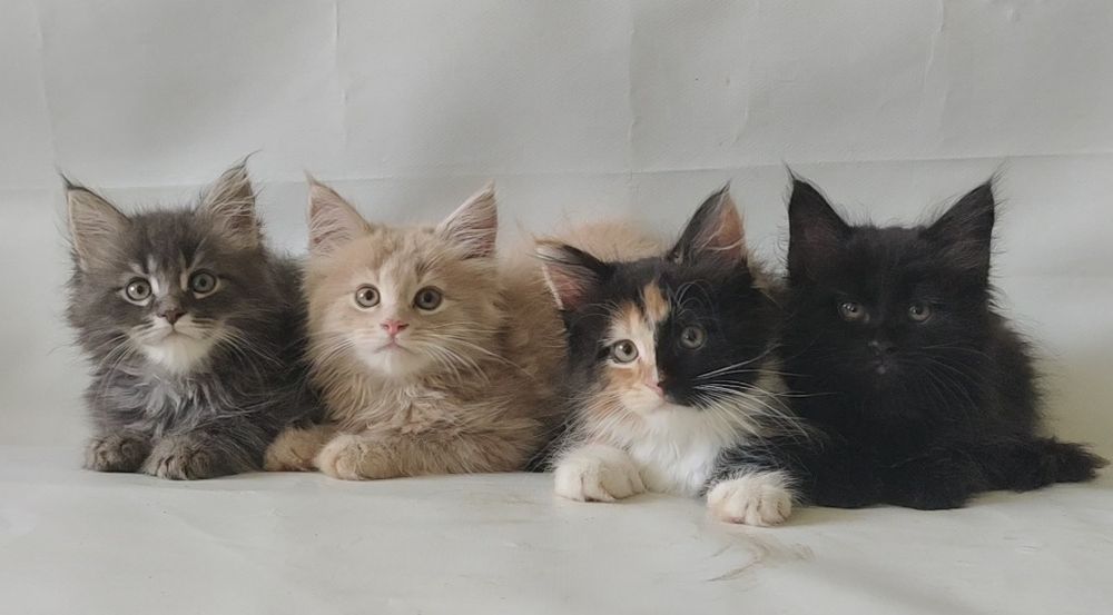 Котята. Большой выбор.